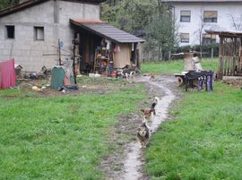 Banjaluka: Živi sa čoporom pasa