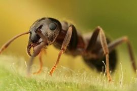  Kordiceps: Gljive koje insekte pretvaraju u zombije