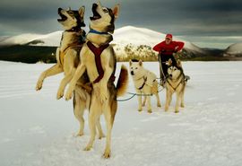 Psi prije 18.000 godina potekli iz Evrope