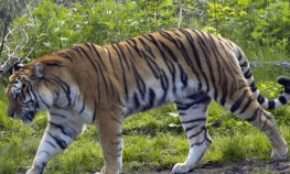 Tigar ujeo čovjeka u zoološkom vrtu Stiva Irvina