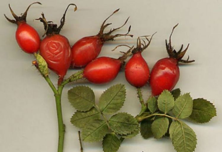 Šipak, izvor vitamina za hladne dane