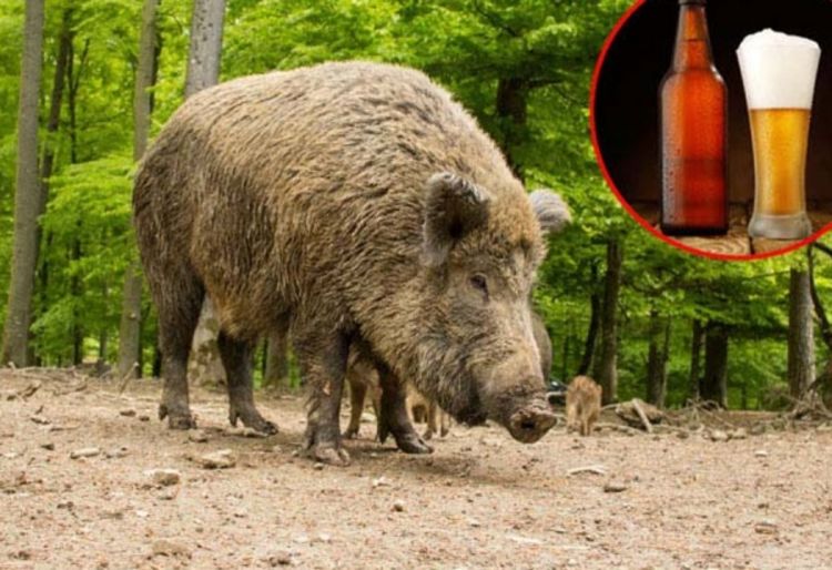 Prase alkos: Svinja popila 18 piva, napala kravu i onesvijestila se