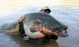 U Prespanskom jezeru ulovljen som od 85 kilograma