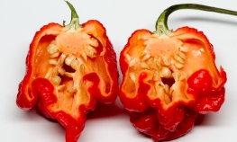 Novi rekorder u ljutini je paprika "Karolina riper"