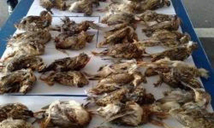 Zaštićene ptice i divljač namjerno otrovali nomadi-stočari iz BiH?