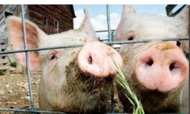 Razmatra se novi cjenovnik veterinarskih usluga