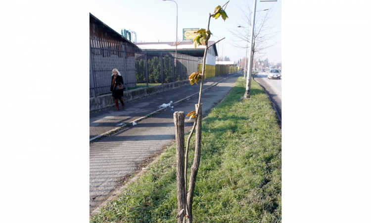 Uništene sadnice u Banjaluci