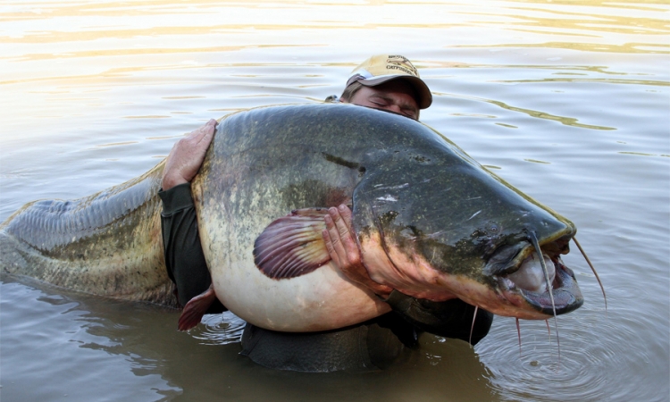 U Prespanskom jezeru ulovljen som od 85 kilograma