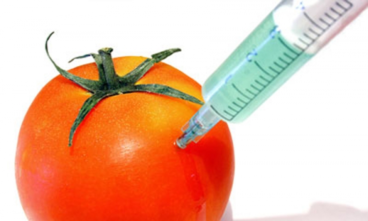 Neće biti dozvoljeno gajenje GMO u Srbiji
