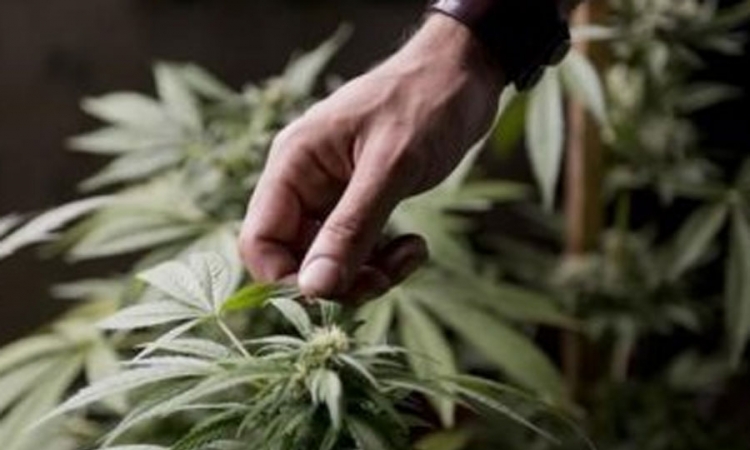 Urugvajski predsjednik potpisao zakon o legalizaciji marihuane