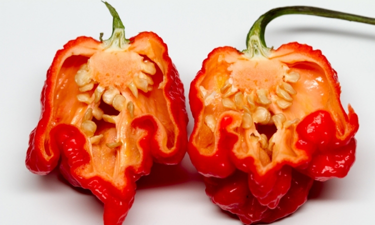  Novi rekorder u ljutini je paprika "Karolina riper"