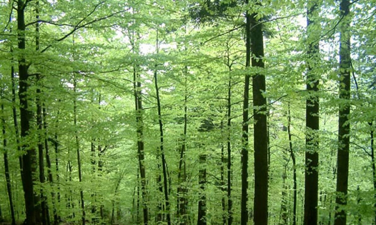 Banjalučanin u Šipovu oštetio šumsko gazdinstvo za 1.970 KM