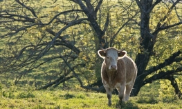 Zbog talasa vrućine farmeri ubijaju stoku