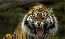 Odbjegli tigar "sije smrt" u Indiji