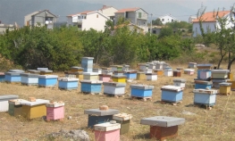 Visoka temperatura pogubna za pčele