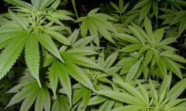 Slovenačka vlada odbila legalizacju marihuane u medicinske svrhe