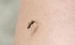 Hercegovina: Novi slučaj rijetke i opasne bolesti lašmanije
