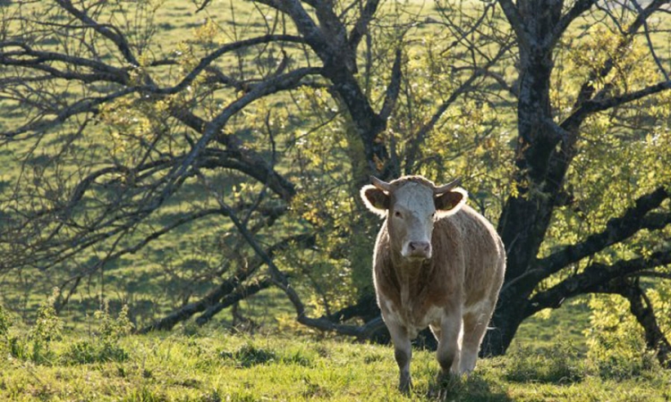 Zbog talasa vrućine farmeri ubijaju stoku