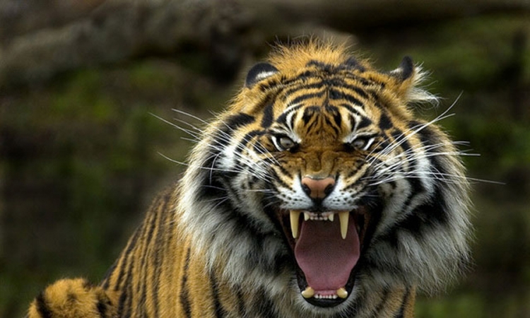 Odbjegli tigar "sije smrt" u Indiji