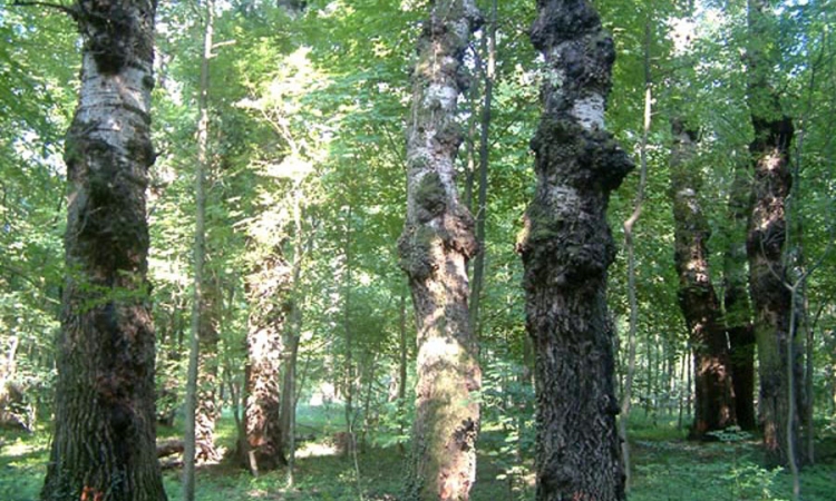 Rusi uzgajaju brzorastuće topole za biogorivo