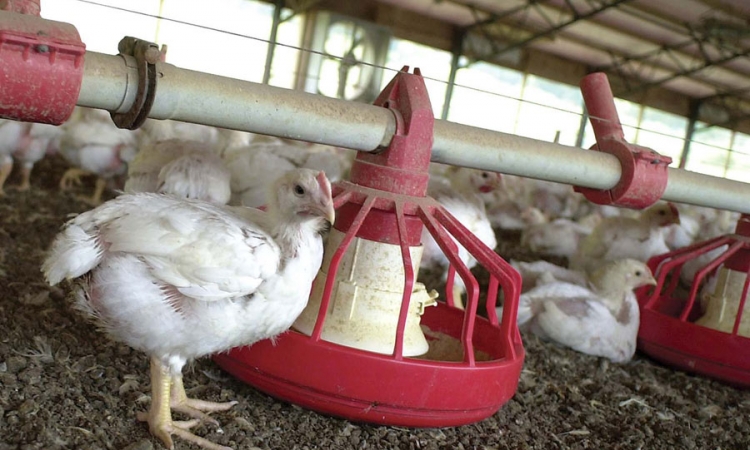 Organski otpad usmjeriti na proizvodnju biogasa