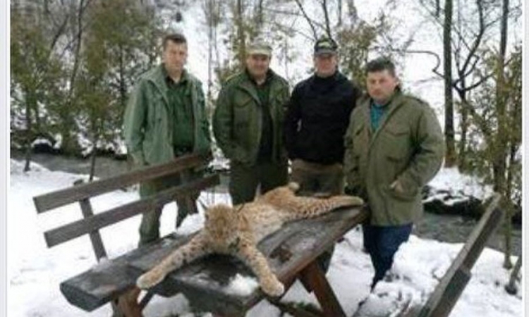 Fojničkim lovcima koji su ustrijelili risa prijeti do godinu dana zatvora
