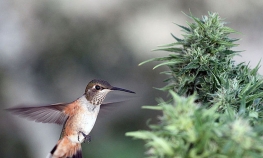 Kolibri navučen na marihuanu, ne može da odoli 