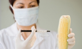 GMO kukuruz ulazi u Evropu?