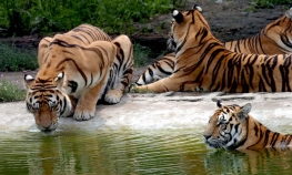 Tigar usmrtio devetu osobu
