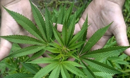 Gradske vlasti u Meksiko Sitiju za legalizaciju marihuane
