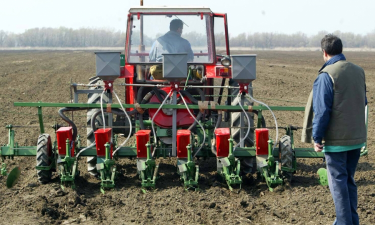 Industrijskim biljem zasijano mnogo zemljišta u RS: Uljane repice više za 145%
