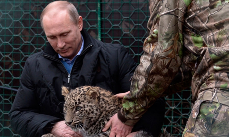 Putin se u Sočiju igrao sa perzijskim leopardom