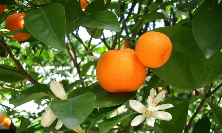 Povećan prinos mandarina