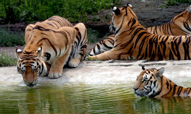 Tigar usmrtio devetu osobu