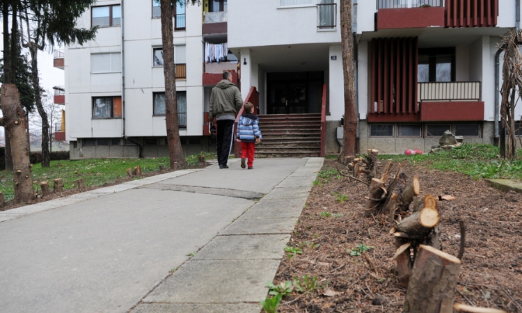 Sasjekli živu ogradu zbog bezbjednosti djece
