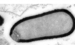 U Sibiru pronađen džinovski virus, star 30.000 godina