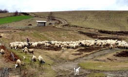 Stada ovaca čine štetu povratnicima