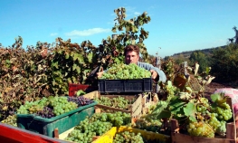 Mršava berba grožđa pogurala cijene francuskih vina