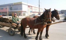 Konjska zaprega glavni izvor prihoda