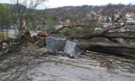 Vjetar iščupao drvo u Banjaluci
