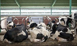 Za poljoprivredne proizvođače i farmere 3.000 junica