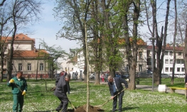 Zasađeni platani u gradskom parku u Bijeljini