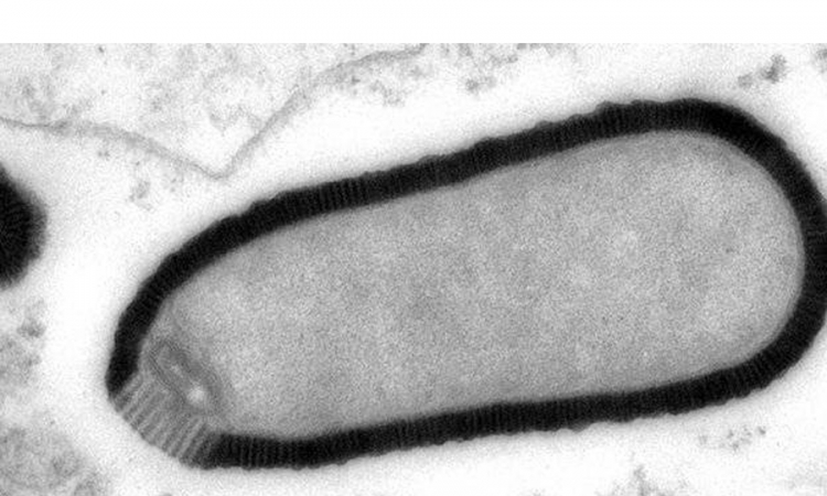U Sibiru pronađen džinovski virus, star 30.000 godina
