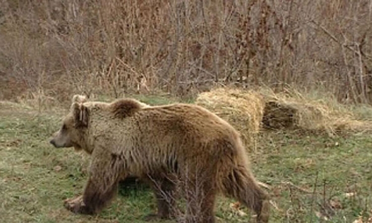 Odstrijelio medvjeda jer mu je pravio štetu na imanju