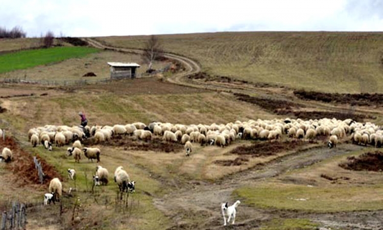 Stada ovaca čine štetu povratnicima