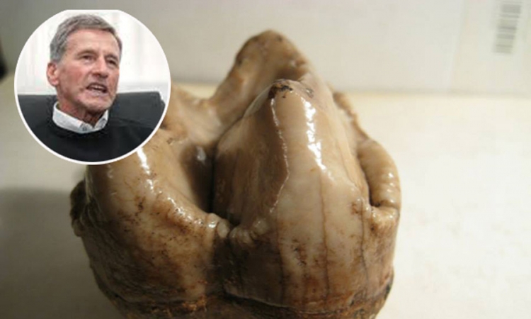 U Bugojnu pronađen zub dinosaurusa