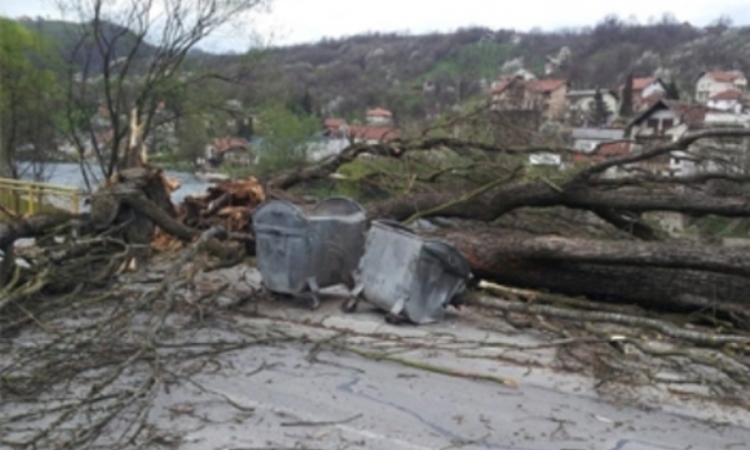 Vjetar iščupao drvo u Banjaluci