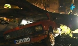 Stablo palo na automobil