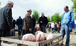 Stotinu KM za najjeftinije prase