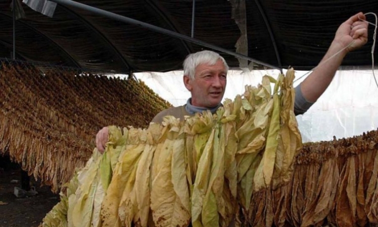 Počinje isplata premija za duvan
